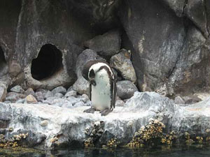 Pingüíno en el Brookfield Zoo